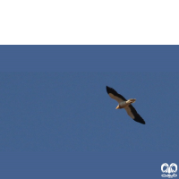 گونه کرکس مصری Egyptian Vulture